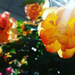 IMG_20160517_092243