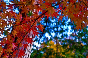 DSC_0239-600x401