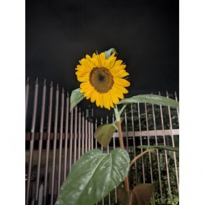 IMG_2010
